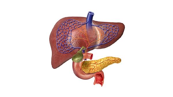 红烧兔子肉家常做法是怎样的？